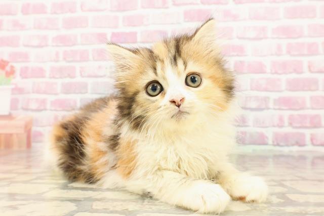北海道のミヌエット（長足） (Coo&RIKU釧路店/2025年5月8日生まれ/女の子/キャリコ)の子猫の3枚目の画像