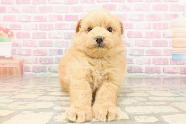埼玉県のポメプー(ポメラニアン×プードル) (Coo&RIKUアニマルケアセンター大宮/2025年5月9日生まれ/男の子/アプリコット)の子犬の1枚目の画像