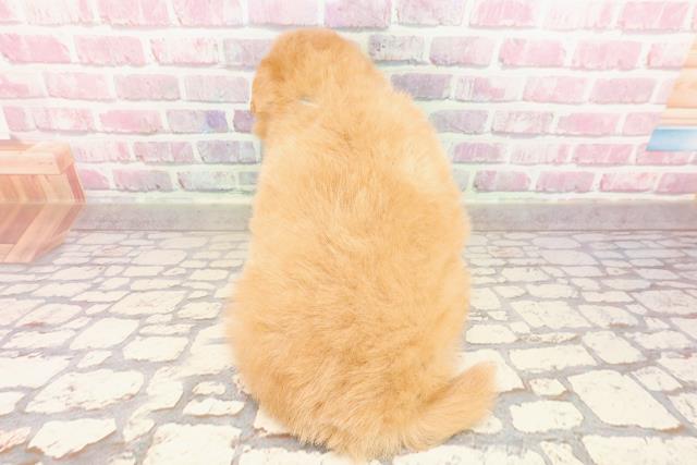 埼玉県のポメプー(ポメラニアン×プードル) (Coo&RIKUアニマルケアセンター大宮/2025年5月9日生まれ/男の子/アプリコット)の子犬の4枚目の画像