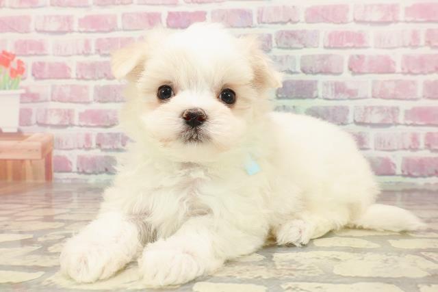 埼玉県のマルチーズ (Coo&RIKU川口戸塚店/2025年5月11日生まれ/男の子/ホワイト)の子犬の2枚目の画像