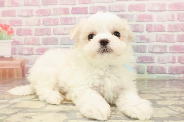 埼玉県のマルチーズ (Coo&RIKU川口戸塚店/2025年5月11日生まれ/男の子/ホワイト)の子犬の3枚目の画像