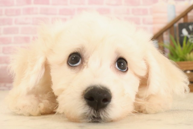 兵庫県のビションフリーゼ (Coo&RIKU神戸東灘店/2025年5月6日生まれ/男の子/ホワイト)の子犬