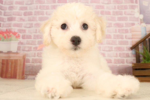 広島県のビションフリーゼ (Coo&RIKU福山店/2025年5月6日生まれ/女の子/ホワイト)の子犬の1枚目の画像