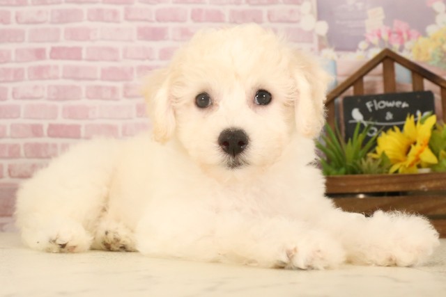 広島県のビションフリーゼ (Coo&RIKU福山店/2025年5月6日生まれ/女の子/ホワイト)の子犬の2枚目の画像
