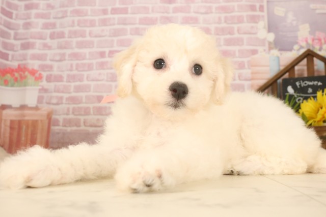 広島県のビションフリーゼ (Coo&RIKU福山店/2025年5月6日生まれ/女の子/ホワイト)の子犬の3枚目の画像
