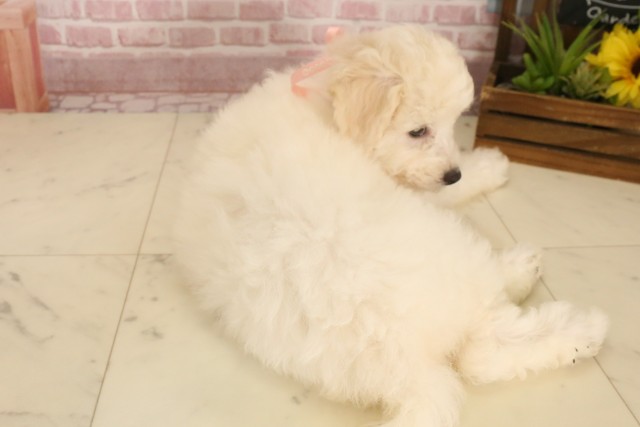広島県のビションフリーゼ (Coo&RIKU福山店/2025年5月6日生まれ/女の子/ホワイト)の子犬の4枚目の画像