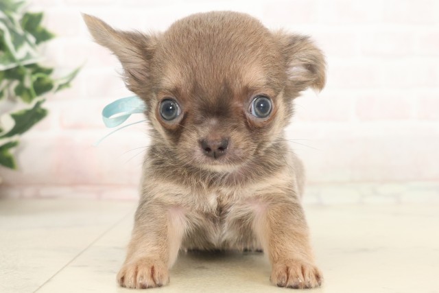 広島県のチワワ(ロング) (Coo&RIKU東広島店/2025年5月8日生まれ/男の子/ブルーフォーン)の子犬の1枚目の画像
