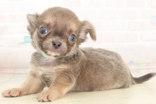 広島県のチワワ(ロング) (Coo&RIKU東広島店/2025年5月8日生まれ/男の子/ブルーフォーン)の子犬の3枚目の画像