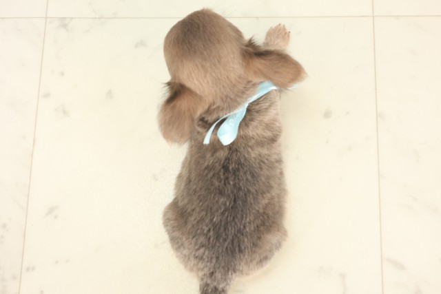 広島県のチワワ(ロング) (Coo&RIKU東広島店/2025年5月8日生まれ/男の子/ブルーフォーン)の子犬の4枚目の画像