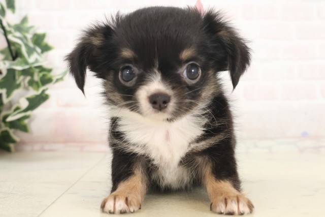 岡山県のチワワ(ロング) (Coo&RIKU岡山店/2025年5月8日生まれ/女の子/ブラックタンホワイト)の子犬