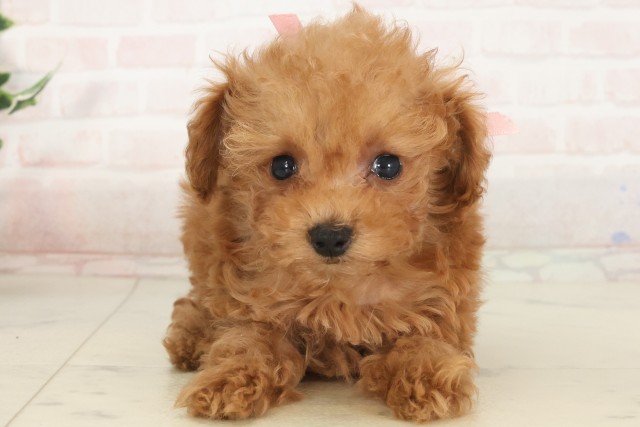兵庫県のトイプードル(トイ) (Coo&RIKU尼崎店/2025年5月8日生まれ/女の子/アプリコット)の子犬
