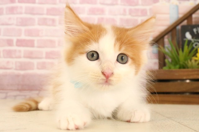 広島県のメインクーン (Coo&RIKU福山店/2025年5月11日生まれ/男の子/レッドタビーホワイト)の子猫の1枚目の画像