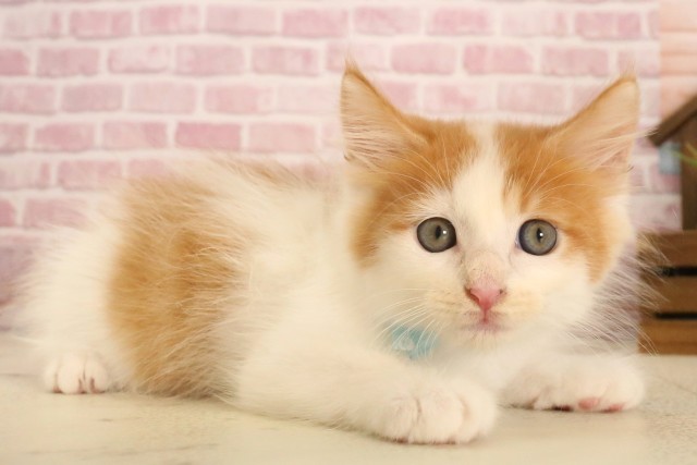 広島県のメインクーン (Coo&RIKU福山店/2025年5月11日生まれ/男の子/レッドタビーホワイト)の子猫の2枚目の画像