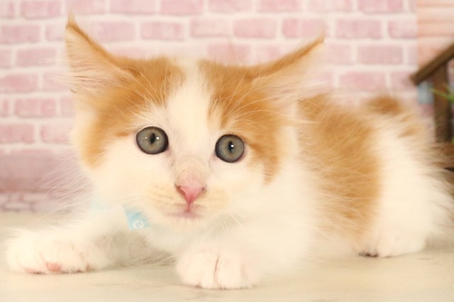 広島県のメインクーン (Coo&RIKU福山店/2025年5月11日生まれ/男の子/レッドタビーホワイト)の子猫の3枚目の画像