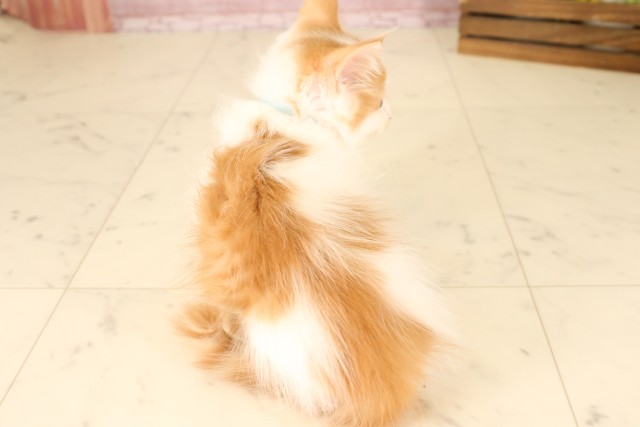 広島県のメインクーン (Coo&RIKU福山店/2025年5月11日生まれ/男の子/レッドタビーホワイト)の子猫の4枚目の画像