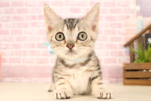 香川県のマンチカン (Coo&RIKU高松上福岡店/2025年5月7日生まれ/男の子/シルバータビー)の子猫の1枚目の画像
