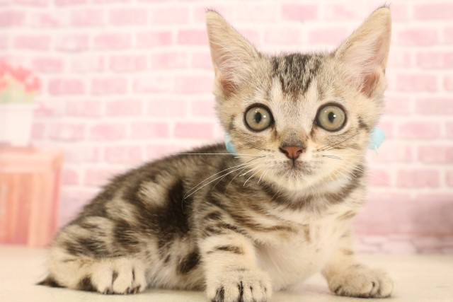 香川県のマンチカン (Coo&RIKU高松上福岡店/2025年5月7日生まれ/男の子/シルバータビー)の子猫の2枚目の画像
