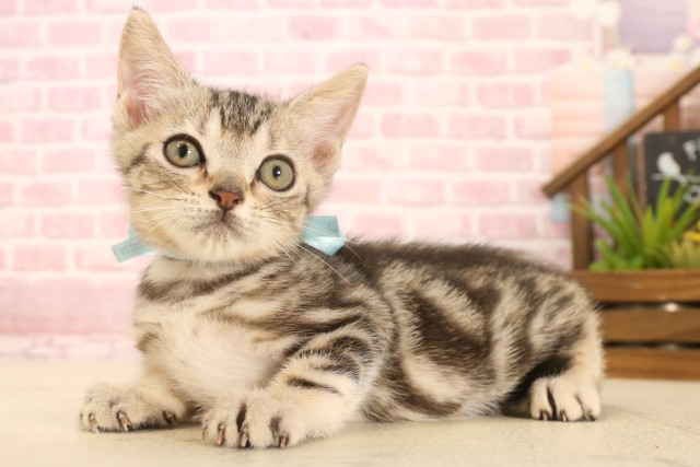 香川県のマンチカン (Coo&RIKU高松上福岡店/2025年5月7日生まれ/男の子/シルバータビー)の子猫の3枚目の画像