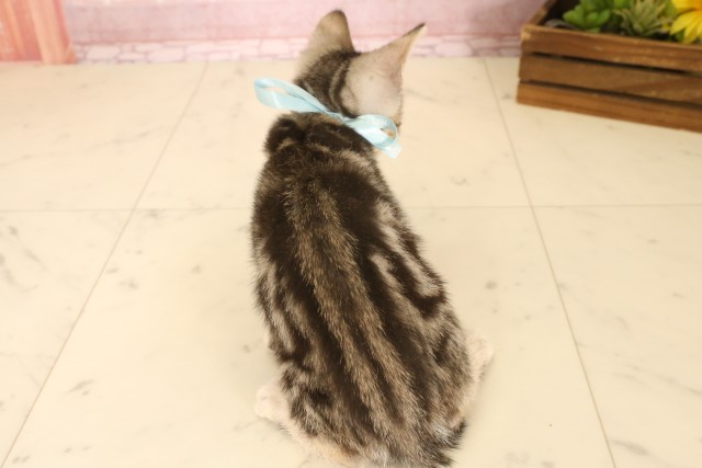 香川県のマンチカン (Coo&RIKU高松上福岡店/2025年5月7日生まれ/男の子/シルバータビー)の子猫の4枚目の画像
