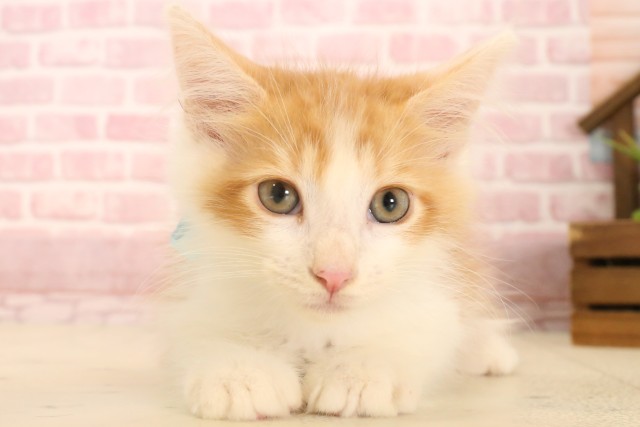 福岡県のメインクーン (Coo&RIKU久留米店/2025年5月5日生まれ/男の子/レッドタビーホワイト)の子猫