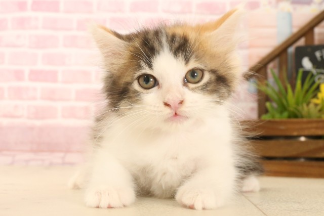 ノルウェージャン・フォレストキャット
