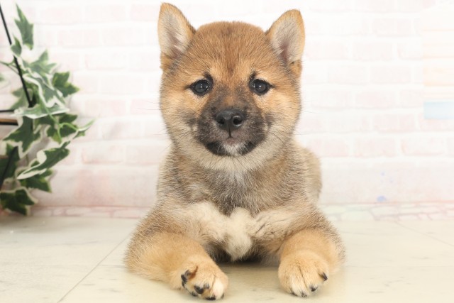 山口県のハーフ犬・ミックス犬 (Coo&RIKUシーモール下関店/2025年5月8日生まれ/女の子/赤)の子犬の1枚目の画像