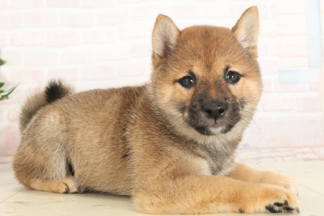 山口県のハーフ犬・ミックス犬 (Coo&RIKUシーモール下関店/2025年5月8日生まれ/女の子/赤)の子犬の2枚目の画像