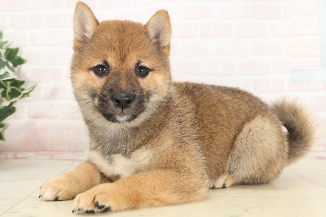 山口県のハーフ犬・ミックス犬 (Coo&RIKUシーモール下関店/2025年5月8日生まれ/女の子/赤)の子犬の3枚目の画像