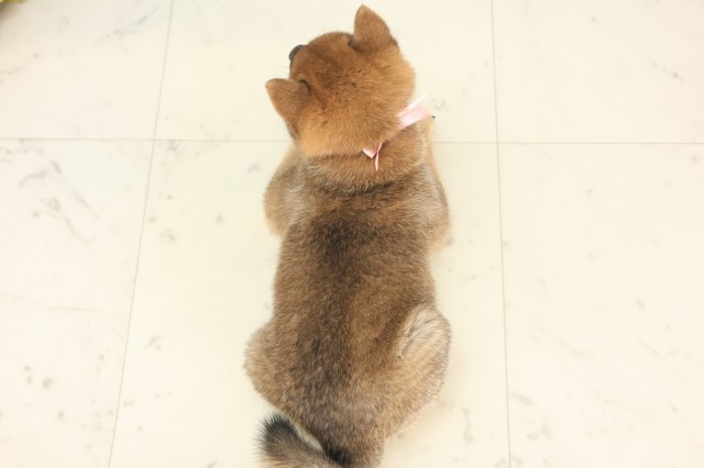山口県のハーフ犬・ミックス犬 (Coo&RIKUシーモール下関店/2025年5月8日生まれ/女の子/赤)の子犬の4枚目の画像