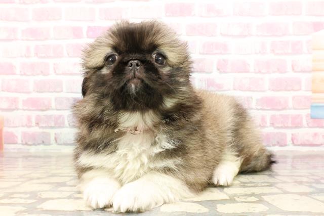 東京都のペキニーズ (Coo&RIKU三軒茶屋店/2025年5月11日生まれ/女の子/フォーンホワイト)の子犬の2枚目の画像