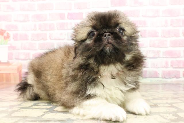 東京都のペキニーズ (Coo&RIKU三軒茶屋店/2025年5月11日生まれ/女の子/フォーンホワイト)の子犬の3枚目の画像