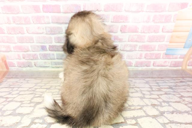 東京都のペキニーズ (Coo&RIKU三軒茶屋店/2025年5月11日生まれ/女の子/フォーンホワイト)の子犬の4枚目の画像