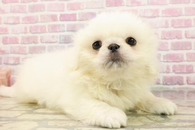 東京都のペキニーズ (Coo&RIKU大久保店/2025年5月11日生まれ/男の子/ホワイト)の子犬の3枚目の画像