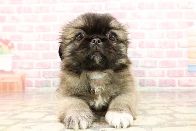 東京都のペキニーズ (Coo&RIKU下北沢店/2025年5月11日生まれ/男の子/フォーンホワイト)の子犬の1枚目の画像