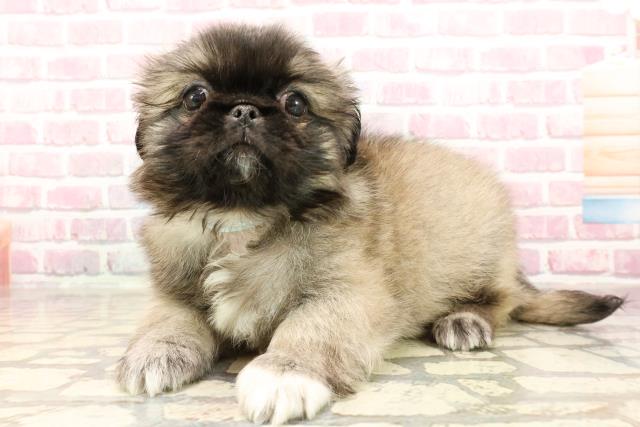 東京都のペキニーズ (Coo&RIKU下北沢店/2025年5月11日生まれ/男の子/フォーンホワイト)の子犬の2枚目の画像