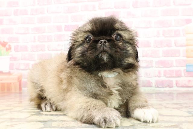 東京都のペキニーズ (Coo&RIKU下北沢店/2025年5月11日生まれ/男の子/フォーンホワイト)の子犬の3枚目の画像