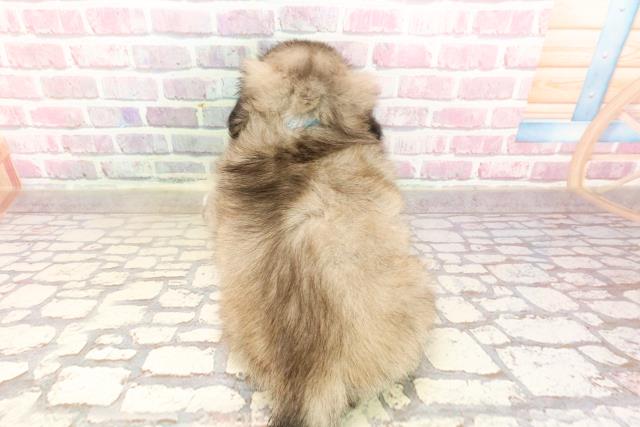 東京都のペキニーズ (Coo&RIKU下北沢店/2025年5月11日生まれ/男の子/フォーンホワイト)の子犬の4枚目の画像