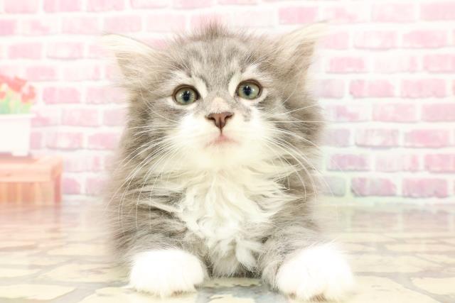 ノルウェージャン・フォレストキャット