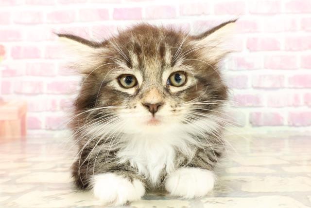ノルウェージャン・フォレストキャット