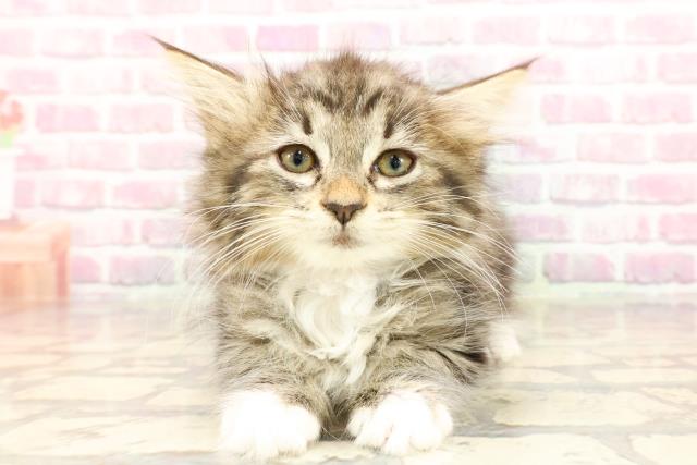 ノルウェージャン・フォレストキャット