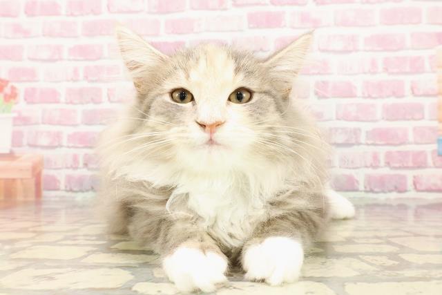 ノルウェージャン・フォレストキャット