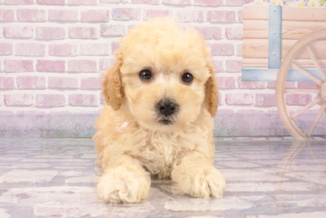 兵庫県のトイプードル(トイ) (Coo&RIKU神戸三宮店/2025年5月9日生まれ/女の子/クリーム)の子犬の1枚目の画像