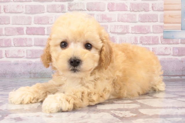 兵庫県のトイプードル(トイ) (Coo&RIKU神戸三宮店/2025年5月9日生まれ/女の子/クリーム)の子犬の3枚目の画像