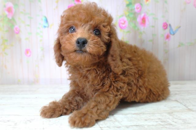 北海道のトイプードル(トイ) (Coo&RIKU釧路店/2025年5月6日生まれ/男の子/レッド)の子犬の2枚目の画像