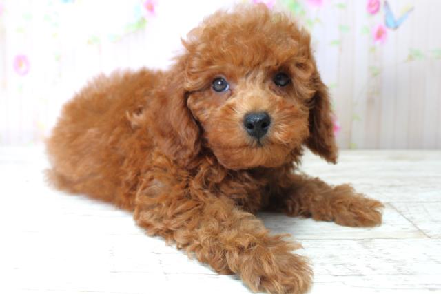 北海道のトイプードル(トイ) (Coo&RIKU釧路店/2025年5月6日生まれ/男の子/レッド)の子犬の3枚目の画像