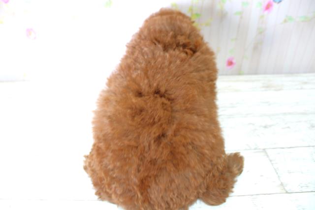 北海道のトイプードル(トイ) (Coo&RIKU釧路店/2025年5月6日生まれ/男の子/レッド)の子犬の4枚目の画像