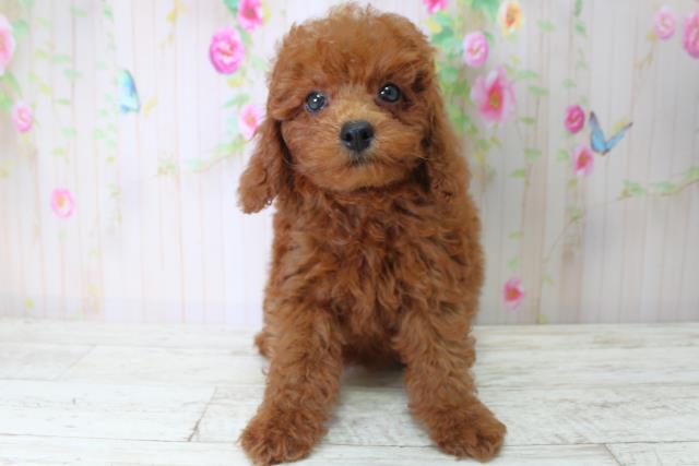 北海道のトイプードル(トイ) (Coo&RIKU札幌西店/2025年5月6日生まれ/男の子/レッド)の子犬の1枚目の画像