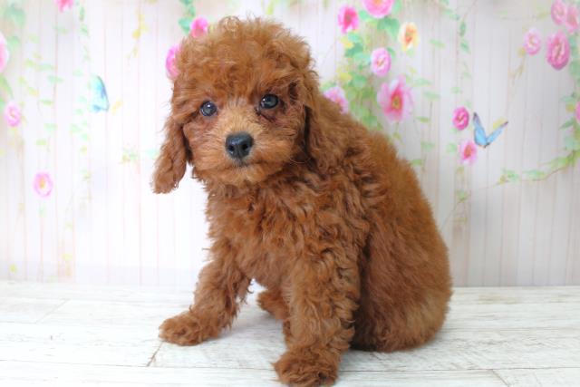 北海道のトイプードル(トイ) (Coo&RIKU札幌西店/2025年5月6日生まれ/男の子/レッド)の子犬の2枚目の画像