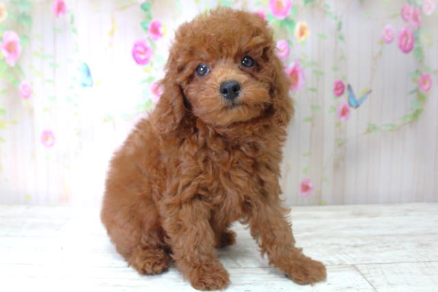 北海道のトイプードル(トイ) (Coo&RIKU札幌西店/2025年5月6日生まれ/男の子/レッド)の子犬の3枚目の画像
