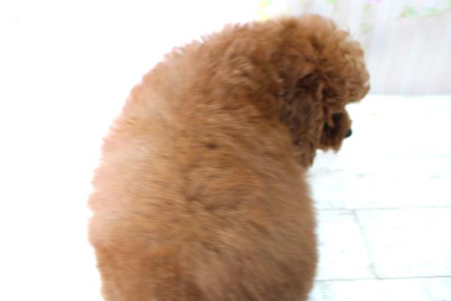 北海道のトイプードル(トイ) (Coo&RIKU札幌西店/2025年5月6日生まれ/男の子/レッド)の子犬の4枚目の画像